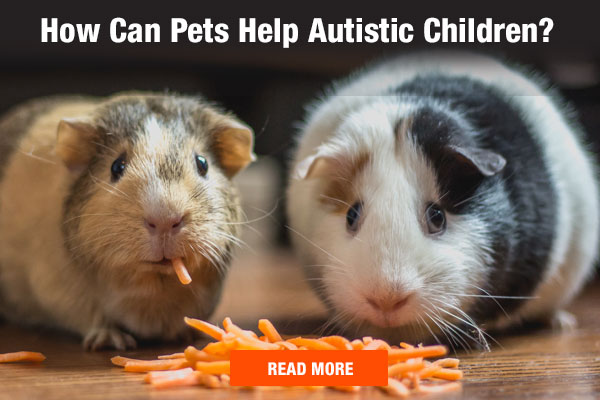 How Can Pets Help Autistic Children?